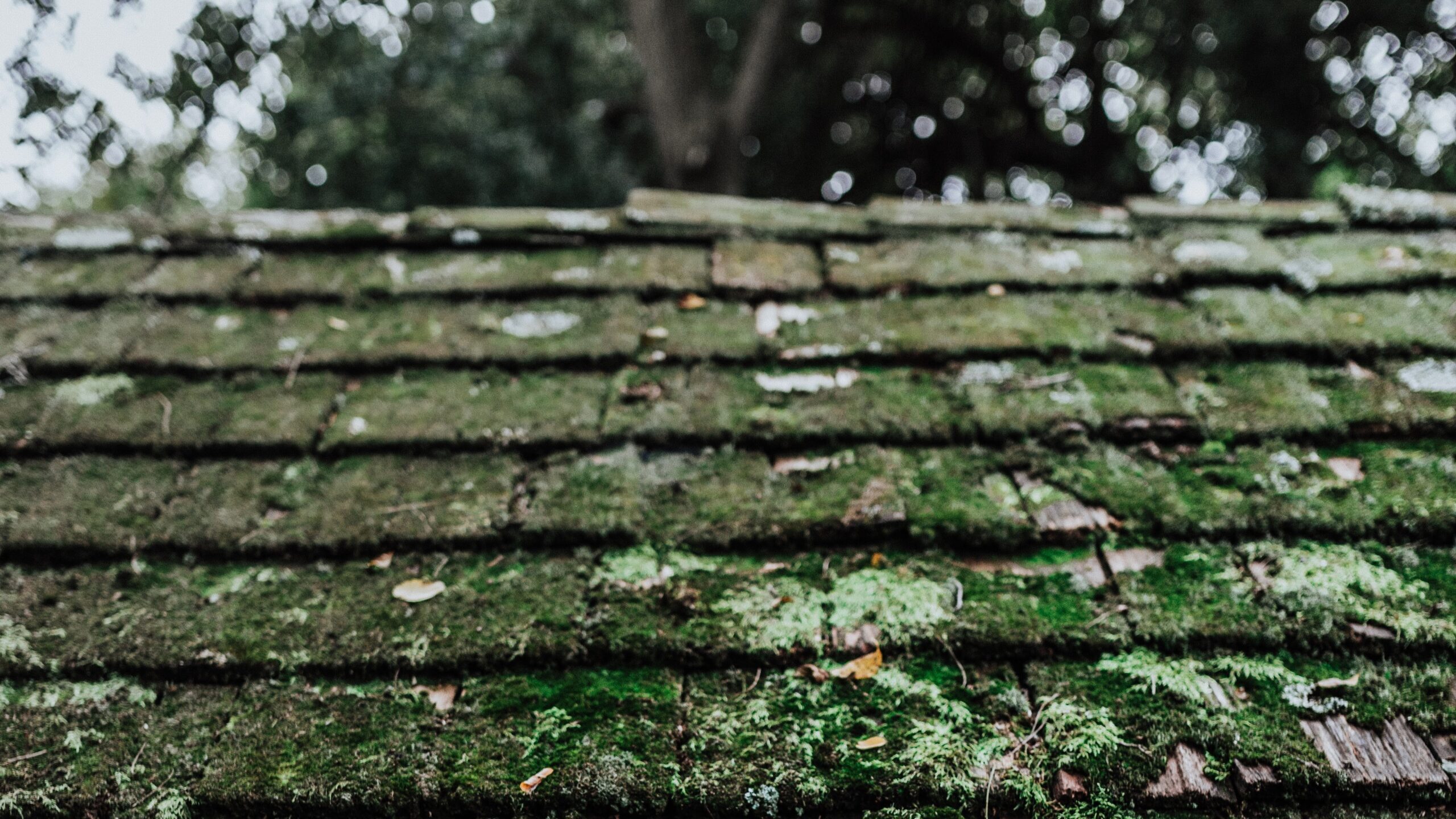 Old Moss Covered Roof
